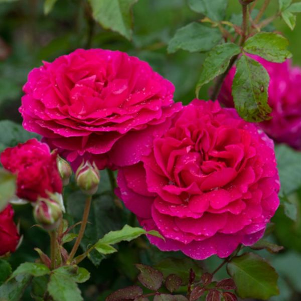 David Austin® Gabriel Oak® (Auscrowd) English Shrub Rose